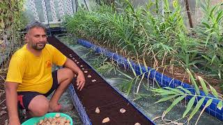 How to Grow Soilless Potato  Growing Potatoes in cocopeat  Hydroponic Potato Farming [upl. by Horbal]