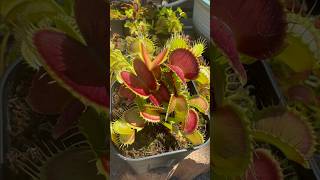 ハエトリソウ“全てノーマルタイプ”carnivorousplants Venus Flytrapベランダの小さな自然 [upl. by Dnartreb]