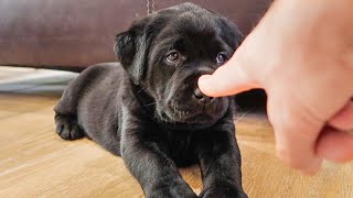 Booping The Cutest Labrador Puppies [upl. by Socher570]