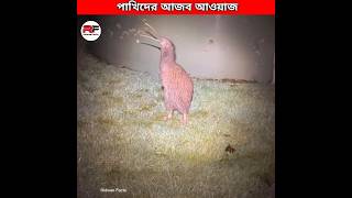 পাখিদের আজব গজব আওয়াজ 🕊️ Weirdest Bird Sounds shorts [upl. by Jacobsohn]