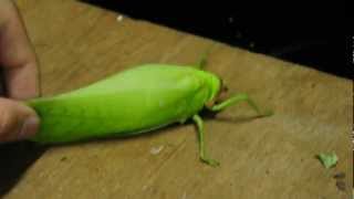 The giant falseleaf katydid Pseudophyllus titan [upl. by Yennaiv454]