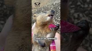 The Happiest Animal On Earth Quokkas 🦘 [upl. by Llezniuq]