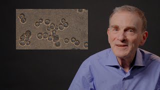 Nobel laureate on how looking closely led to biology breakthrough  101 in 101 [upl. by Brenton956]