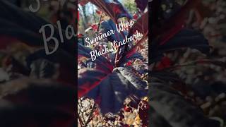 Summer Wine Black Ninebark Shines in Fall Short 🎶🍷 gardenplants gardening plants shorts [upl. by Boswall]