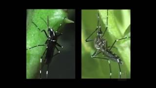 Diferencias generales entre el Aedes aegypti y Aedes albopictus [upl. by Bord311]