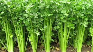 How to Plant Celery [upl. by Fiester]