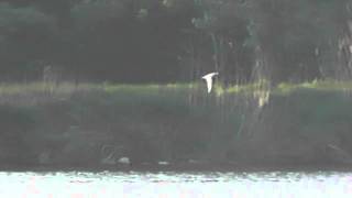 Rybák dlouhoocasý  Sterna paradisaea  Arctic Tern  Küstenseeschwalbe [upl. by Buckley240]