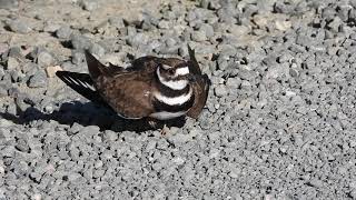 Killdeer  Broken wing display  Part 2 [upl. by Gerdi]