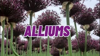 Alliums flowers [upl. by Derward480]