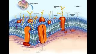 1 Cell biology  General introduction  Cell Organelles  Types Structure and their Functions شرح [upl. by Nellahs]