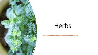 Herbs intro lobelia mentha thyme [upl. by Htebaras]