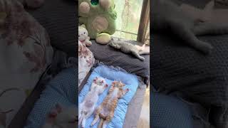 幸せ子猫兄妹暮らしHappy kitten brother and sister familyかわいい子猫 癒しこねこたち暮らし動画Healing kittens life video [upl. by Lundeen704]