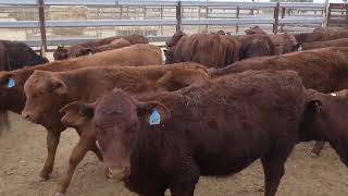 88 ELDERSLIE SANTA  SHORTHORN CROSS WEANER HEIFERS HGP FREE  AV 1949KG CURFEWED [upl. by Roxie]