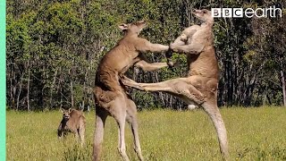 Kangaroo Boxing Fight  Life Story  BBC Earth [upl. by Kelcie626]