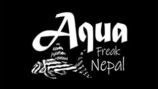 quotExploring Aqua Freak Nepal Destination for All Your Aquarium Needsquot aquariumnepal aquariumhobby [upl. by Htomit919]