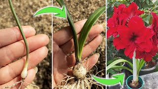 When and How to Transplant Amaryllis Seedlings  Hippeastrum Seedlings Care TipsTurn on CC [upl. by Ykciv]