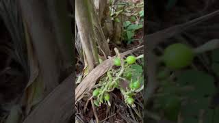 Cardamom plant with flowers and fruit [upl. by Dalila]