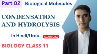 Condensation and Hydrolysis in HindiUrdu  Biological Molecules  Biology 11 [upl. by Wehtta]