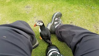 Friendly Puffin Approaches Photographer  ViralHog [upl. by Diandra415]