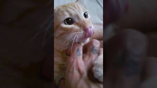 Un lindo Gatito Apt rose gatosadorables shortvideo funnyshorts funnycats 😺😹 [upl. by Haskell613]