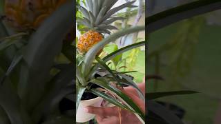 🍍Mini pineapple experiment… [upl. by Atineb729]