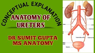 URETER  ANATOMY [upl. by Acinat899]