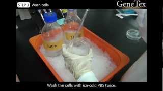 Western Blot  Sample preparation Video from GeneTex [upl. by Seward578]