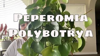 Peperomia Polybotrya Care Tips Costa Farms Trending Tropicals Peperomia Raindrop House Plant Care [upl. by Auos]