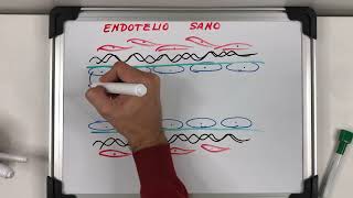 HEMOSTASIA Y COAGULACIÓN SANGUÍNEA [upl. by Yevre]