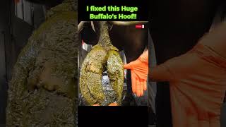 I fixed this Huge Buffalo’s Hoof tiktok viral cow hoof hoofcare hoofpicking hoofcleaning [upl. by Grata]