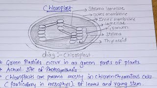 photosynthesis in higher plants [upl. by Drugge]