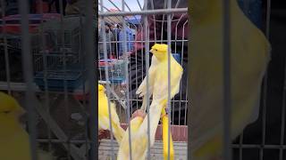 canari marché Boudouaou  la race croisée [upl. by Urbas]