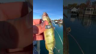 Fishing with LIVE BAIT on a TINY ROD 🐟🎣 fishing [upl. by Ordnagela]