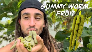 Gummy Worm Fruit Harvesting and Eating ASMR [upl. by Htebasyle]