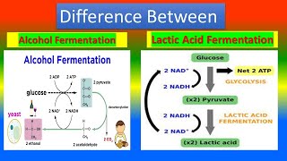 Difference between Alcohol Fermentation and Lactic acid Fermentation [upl. by Votaw]