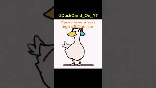 Duck Fun Facts facts duck shorts [upl. by Assile]