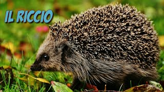 Il verso del riccio  suoni animali [upl. by Jessey472]