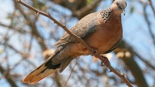 Calls of a Spotted Dove  HD Audio [upl. by Nodmac]