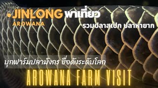 Arowana farm visit  Jinlong บุกฟาร์มปลามังกร เบอร์ต้นของโลก ปลาสวย ปลาสเปก ปลาหายาก เพียบ [upl. by Carole]