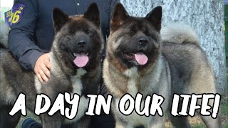 A day in the life of my two Akita puppies [upl. by Ettennor988]