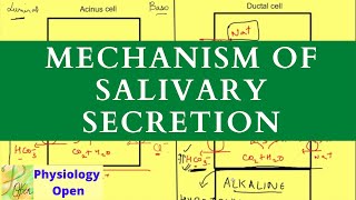 Salivary secretion and saliva function  Gastrointestinal physiology  Digestive system [upl. by Frazer]