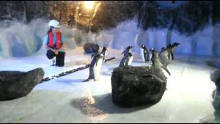 Day in the life of a penguin keeper at Sea life Centre [upl. by Eidnak]