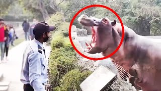 12 Hippo Encounters That Went Horribly Wrong [upl. by Cates]