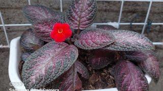 How To Care For Episcia Plant [upl. by Harpole]