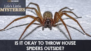 Is It OK to Throw House Spiders Outside [upl. by Ahsiekram700]