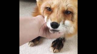 Adorable Fox Makes Cute Noises Enjoys Massage Petting [upl. by Aelyak291]