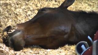 Carl Hester and Charlotte Dujardin on BBC [upl. by Kramnhoj727]