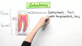 Bakterien als Krankheitserreger  Zahnkaries  Biologie  Der Mensch [upl. by Niras]