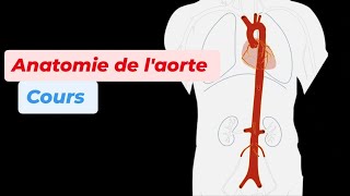 ANATOMIE DE LAORTE [upl. by Paule]