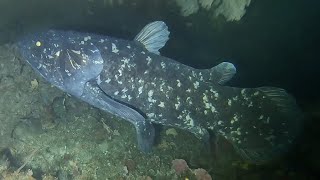 Coelacanth ​⁠credit SomeoneFishy [upl. by Pen56]